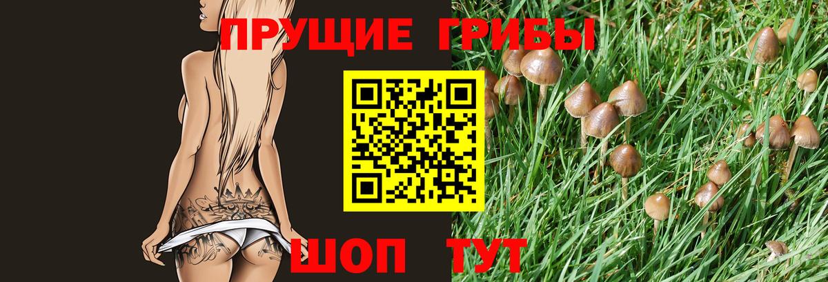 Псилоцибиновые грибы прущие грибы Гуково